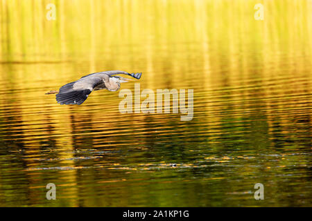 Ein Reiher fliegt über das Wasser gefärbt durch die Sonne. Stockfoto