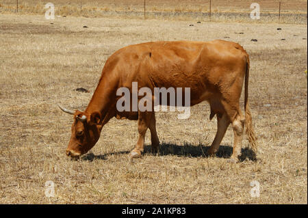 Kuh von oranger Farbe in einem Zaun grasen Stockfoto