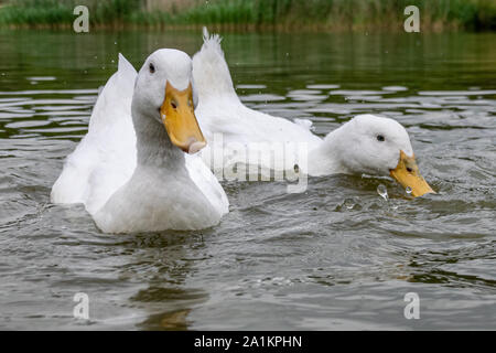 Paar weiße Pekingenten (auch als Aylesbury oder Long Island Ducks bekannt) Stockfoto