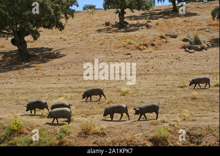 Herde Schweine essen trockene Weide im Sommer Stockfoto