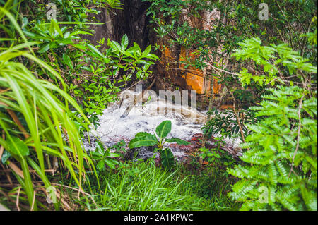 Wunderschöner Wasserfall von Datanla in der Bergstadt Dalat, Vietnam Stockfoto