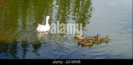 Schöne Enten im Teich Stockfoto