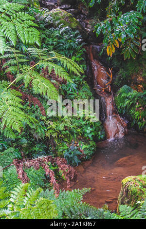 Kleiner Wasserfall und einem Pool an Caldeira Velha, einem Naturschutzgebiet auf Sao Miguel, Azoren, Portugal Stockfoto