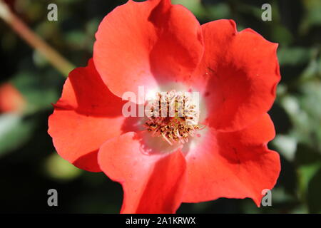 Perfekte Sommer rot gizmo Miniatur Rose blühen. Stockfoto