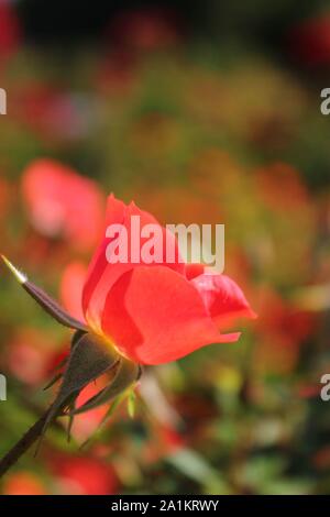 Perfekte Sommer rot gizmo Miniatur Rose blühen. Stockfoto