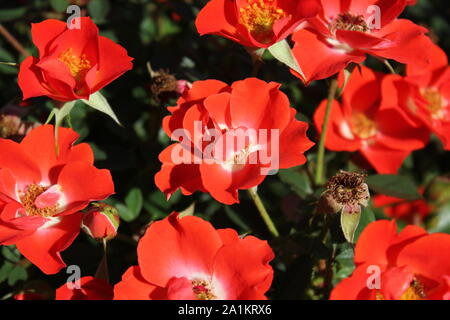 Perfekte Sommer rot gizmo Miniatur Rose blühen. Stockfoto