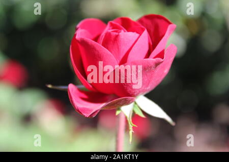 Perfekte Sommer rot lavaglut floribunda Rose blühen. Stockfoto