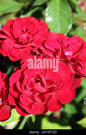 Perfekte Sommer rot lavaglut floribunda Rose blühen. Stockfoto