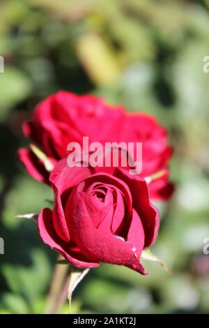 Perfekte Sommer rot lavaglut floribunda Rose blühen. Stockfoto