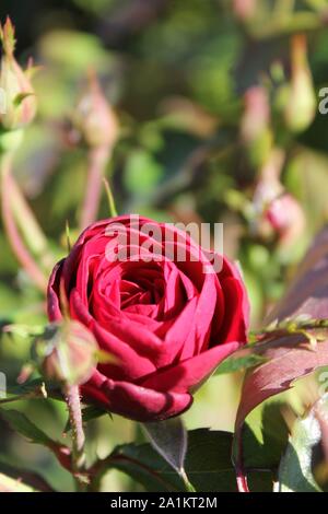 Perfekte Sommer rot lavaglut floribunda Rose blühen. Stockfoto