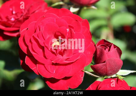 Perfekte Sommer rot lavaglut floribunda Rose blühen. Stockfoto