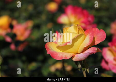 Perfekte Sommer Rosenblüte, Chicago Peace Orange und Rosa Rosa 'Johnago'. Stockfoto