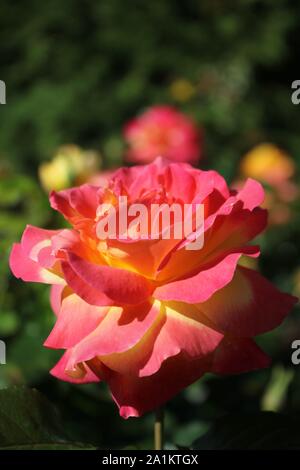 Perfekte Sommer Rosenblüte, Chicago Peace Orange und Rosa Rosa 'Johnago'. Stockfoto