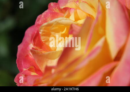 Perfekte Sommer Rosenblüte, Chicago Peace Orange und Rosa Rosa 'Johnago'. Stockfoto