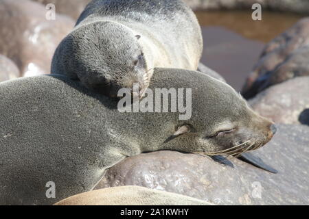 Cute seal Pup an der Skelettküste, Namibia Stockfoto