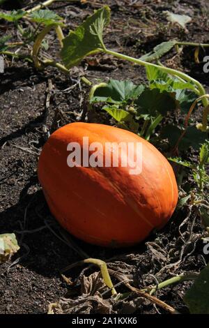 Orange Kürbis in der Pumpkin Patch Reifung. Stockfoto