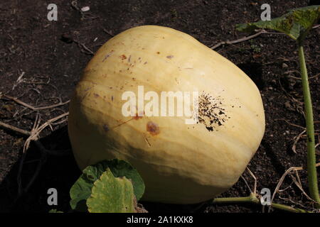 Weiss Kurbis Im Garten Wachst Stockfotografie Alamy