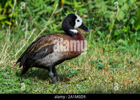 White-faced whistling Duck (Dendrocygna viduata/Anas viduata) heimisch in Afrika und Südamerika Stockfoto