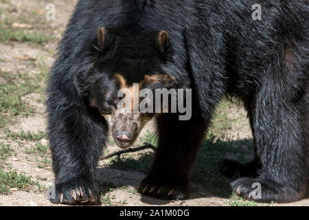 Brillenbär/Bär/Anden Anden kurz vor Bär/Berg Bär (Tremarctos ornatus/Ursus ornatus) aus Südamerika Stockfoto