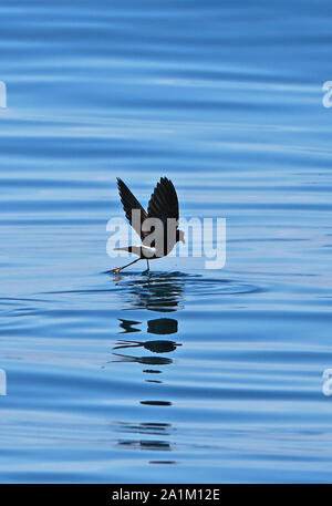 Wilson's Storm-petrel (Oceanites Oceanicus) Erwachsenen laufen auf dem Wasser Valparaiso, Chile Januar Stockfoto