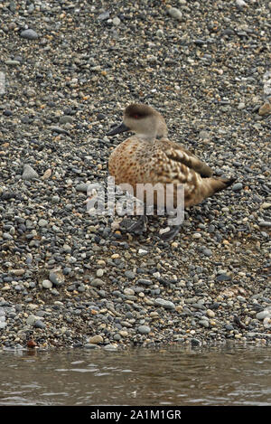 Crested Duck (Lophonetta specularioides specularioides) Erwachsenen stehen auf Kies bank Tierra del Fuego, Chile Januar Stockfoto