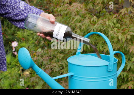 Symphytum. Hausgemachte Flüssigkeit beinwell Dünger zu Gießkanne für Verdünnung vor dem Füttern Garten Pflanzen aufgenommen. Großbritannien Stockfoto