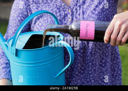 Symphytum. Hausgemachte Flüssigkeit beinwell Dünger zu Gießkanne für Verdünnung vor dem Füttern Garten Pflanzen aufgenommen. Großbritannien Stockfoto