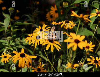 Östlicher Tiger Schwalbenschwanz Schmetterling auf Blume Stockfoto