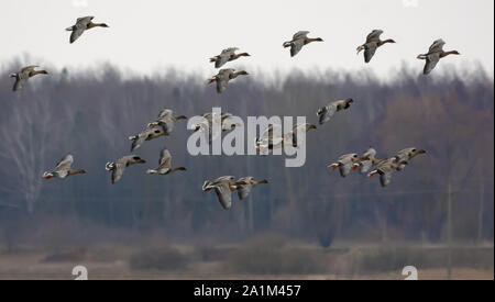 Große Herde Bean Gänse im Flug über Bäume in der Nähe des Feldes im Frühjahr Stockfoto