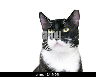 Eine schwarze und weiße Tuxedo cat Mit seinem linken Ohr gespitzt, was darauf hinweist, dass sie kastriert oder sterilisiert und als Teil einer Trap Neutrum Return p geimpft Stockfoto
