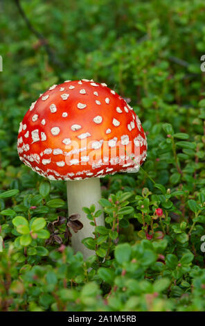 Nordamerika; USA; Alaska; Nenana River Valley; Pflanzen; Pilz; Amanita Pilze (Amanita Fliegen oder Fly Agaric); Amanita muscaria Stockfoto