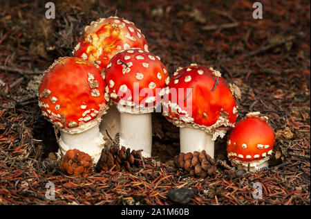 Nordamerika; USA; Alaska; Nenana River Valley; Pflanzen; Pilz; Amanita Pilze (Amanita Fliegen oder Fly Agaric); Amanita muscaria Stockfoto