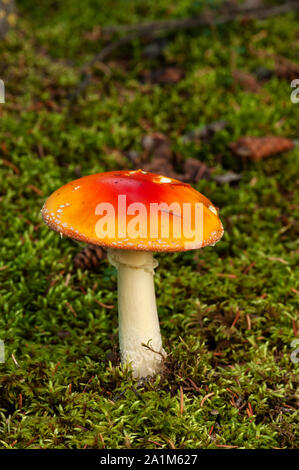 Nordamerika; USA; Alaska; Nenana River Valley; Pflanzen; Pilz; Amanita Pilze (Amanita Fliegen oder Fly Agaric); Amanita muscaria Stockfoto