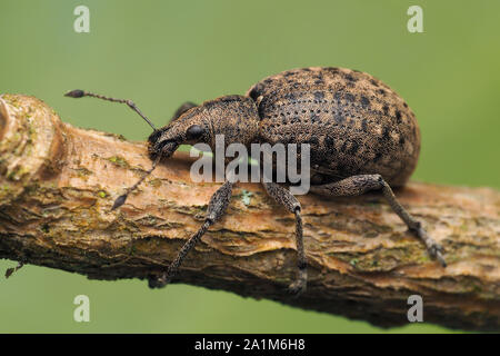 Liophloeus tessulatus Rüsselkäfer ruht auf Efeu stammen. Tipperary, Irland Stockfoto