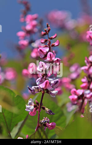 Judas Baum Blumen (Cercis siliquastrum) Stockfoto