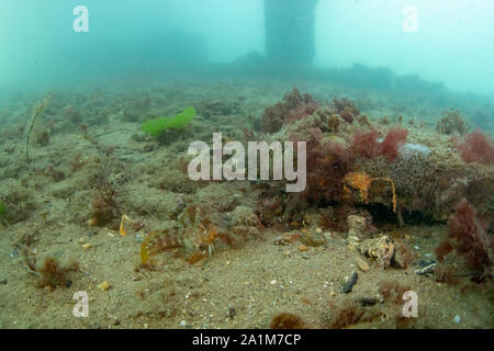 Parablennius gattorugine Tompot blenny, Pier, Swanage, Dorset, September Stockfoto