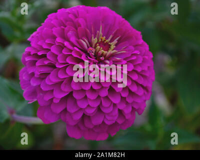 Gemeinsame zinnia Lila Blume, Nahaufnahme, Zinnia elegans Stockfoto