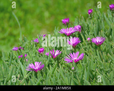 Hardy rosa Eis Pflanzen in voller Blüte, blühende saftige Delosperma cooperi Stockfoto