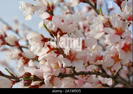 Flores Del árbol del Almendro con Cielo Azul con Nubes de fondo Mandelbaum Blüten mit blauer Himmel mit Wolken Hintergrund Mandelbaum Blumen auf blau Ba Stockfoto