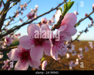 Flores Del árbol del Almendro con Cielo Azul con Nubes de fondo Mandelbaum Blüten mit blauer Himmel mit Wolken Hintergrund Mandelbaum Blumen auf blau Ba Stockfoto