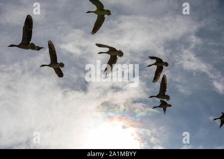 Gruppe von Kanada Gänse und blauer Himmel Stockfoto