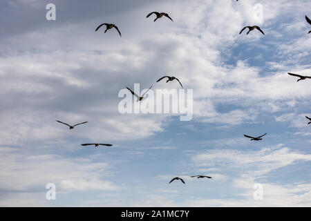 Gruppe von Kanada Gänse und blauer Himmel Stockfoto