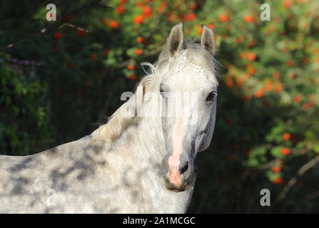 Reine Spanische Pferd oder PRE, Portrait gegen Herbst Natur Hintergrund Stockfoto