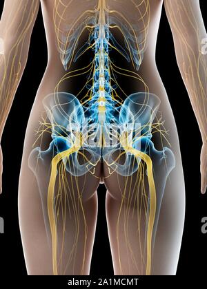 Ischiasnerv, computer Abbildung Stockfoto