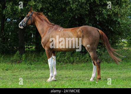 Dressur sportliche Horse Portrait in grünen Waldlichtung Hintergrund Stockfoto