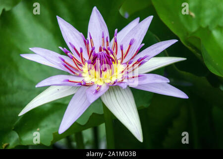 Tropischer Tag Blühende Wasserlilie Nymphaea 'Colorata' Blaue Wasserlilie Stockfoto