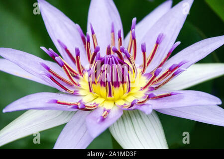 Tropischer Tag blühende Seerose Nymphaea 'Colorata' Blaue Seerose Blume Stockfoto