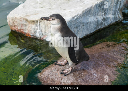 Ein Humboldt Pinguin im Zoo Kopenhagen, Dänemark. Stockfoto