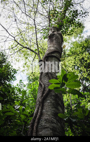Vertikale Sicht auf ein Baum, ein Weinstock und natürliche dichte Vegetation in der Iguazu wilde tropische Dschungel umgeben, Argentinien Stockfoto