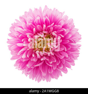 Rosa aster Blume auf weißem Hintergrund, Ansicht von oben. Makro Bild für Grußkarten und verschiedene Feiertage Stockfoto